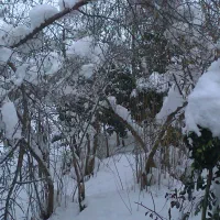 یک-قطعه-زمین-50متری