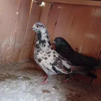 کفتر پرشی|پرنده|قم, سراجه (۱۵ خرداد)|دیوار