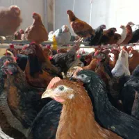 نیمچه خروس 3ماهه