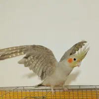 عروس هلندی