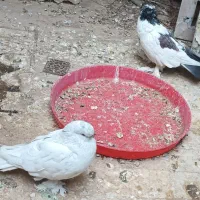 کفتر لانگ فیس نر|پرنده|قم, شهرک توانیر|دیوار