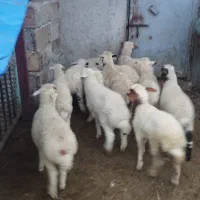 15بره دورگ 6نر 9ماده