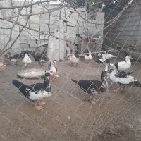 اردک، سیکا، مرغابی فروشی