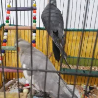 یک جفت طوطی عروس نر سخنگو یک میلیون|پرنده|لاهیجان, کوی زمانی|دیوار