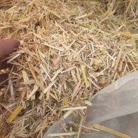 گاه بفروش می رسد