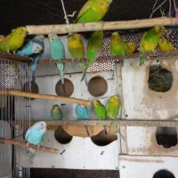 مرغعشق ( نر )