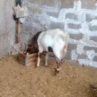 کَل، یوور ، پازن|حیوانات مزرعه|بندر کنگان, |دیوار