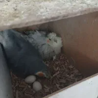 عروس هلندی جفت با تخم و وسایل