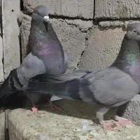 نرما ماده سبز هما معامله با دم سفید