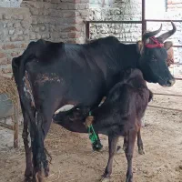 گاو با گوساله