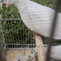 جفت کبوتر سفید همدانی|پرنده|فولادشهر, مسکن مهر فولادشهر|دیوار