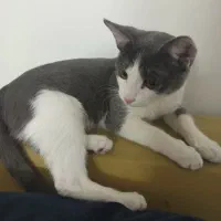 واگذاری گربه سه ماهه|گربه|قم, بنیاد|دیوار