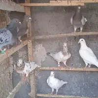 سرور سبز سفید