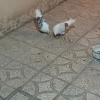 پرنده|پرنده|دورود, |دیوار