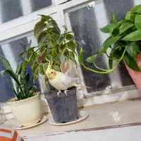 عروس هلندی نر