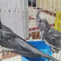 عروس هلندی وایت فیس سه ماهه
