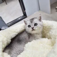 دختر ناز نازی بریتیش سیلور|گربه|تهران, ظفر|دیوار