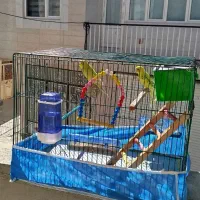 دو مرغ عشق بازی گوش|پرنده|سنندج, |دیوار