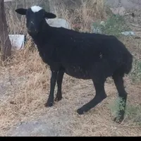 بره رومانوف سالم