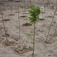 هروی/بفشه/۵۰۰متر/مناسب ساخت ویلا بامجوز ساخت