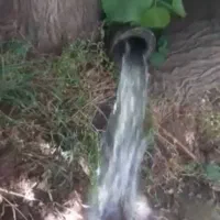 باغ-مثمر-ثمر-پل-چهر