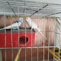 یه جفت مرغ عشق