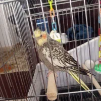 عروس هلندی ماده
