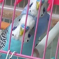 پرنده|پرنده|تهران, زرگنده|دیوار