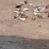 کبوتر فروشی