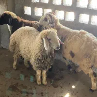 سلام 3عدد بره چاق نر و تعداد 80عدد کفتر خوب|حیوانات مزرعه|بندرعباس, |دیوار