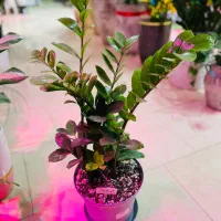 گل و گیاه طبیعی|گل و گیاه طبیعی|رودهن, |دیوار