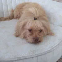 سگ شیتزو تریر