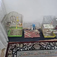 عروس هلندی نر و ماده|پرنده|قرچک, محمد آباد|دیوار