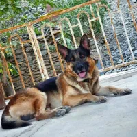 واگذاری توله ژرمن شپرد ورک لاین اصلی شناسنامه‌دار