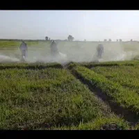 سمپاش موتوری گروه سمپاشی