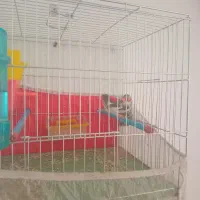 فروش یک جفت فنج
