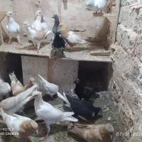 کفتر جفتگاه