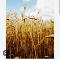 فروش یونجه و گندم