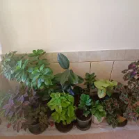 گلهای بسیار زیبا|گل و گیاه طبیعی|شهرکرد, |دیوار