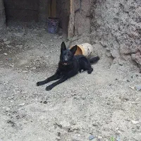 سگ ژرمن بلک اصیل جنسیت ماده شیب استاندارد