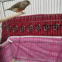فروش قناری نر و یک جفت مرغ عروس