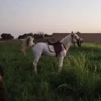 اسب یموت ترکمن