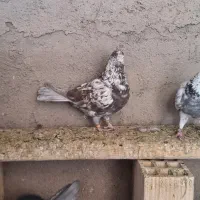 حدود ۶۰ ۷۰ تا کبوتر معاوضه با کاسکو کلام دار|پرنده|تهران, استاد معین|دیوار