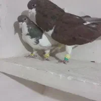 کبوتر رنگی خوشرنگ و شصتی