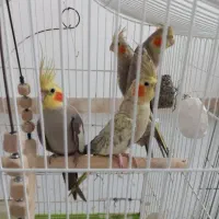 فروش ۶ عدد طوطی عروس با ۴ عدد بچه با قفس