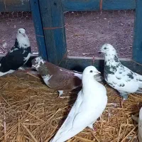 کبوتر پرشی|پرنده|رامیان, |دیوار