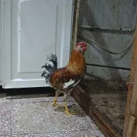 خروس گلین.نیمچه مرغ گلین.لاری.گلپایگانی