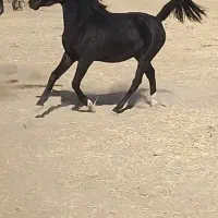 کره‌مادیان‌مشکی۳نشان