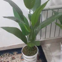 درختچه های مصنوعی وارداتی همه مدل ۱۵۰۰