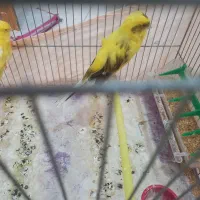 قناری رسمی بلند|پرنده|کهریزک, |دیوار